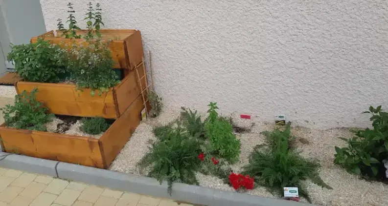 Coin aromates en permaculture : plantes aromatiques et médicinales