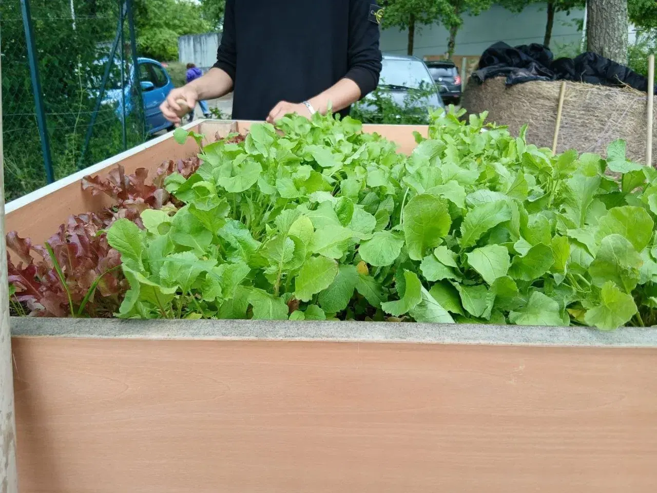 Présentation de la permaculture et observation des plantes