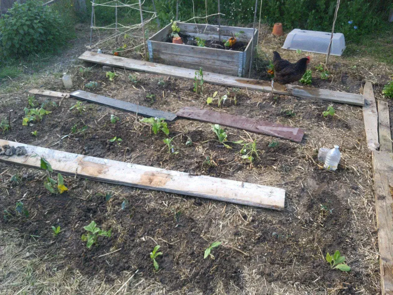 Le potager au démarrage, jeunes plants