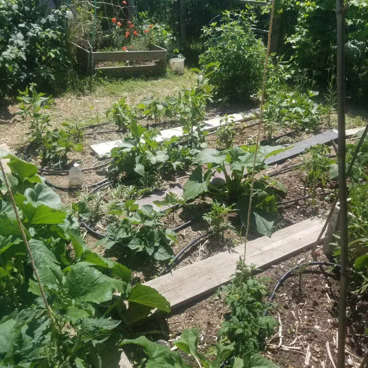 Les premières cultures du potager