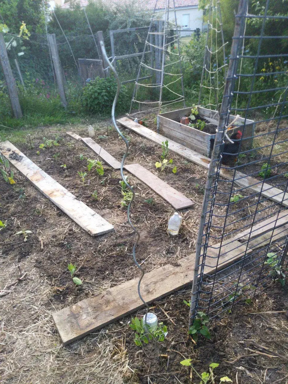 Le potager au démarrage