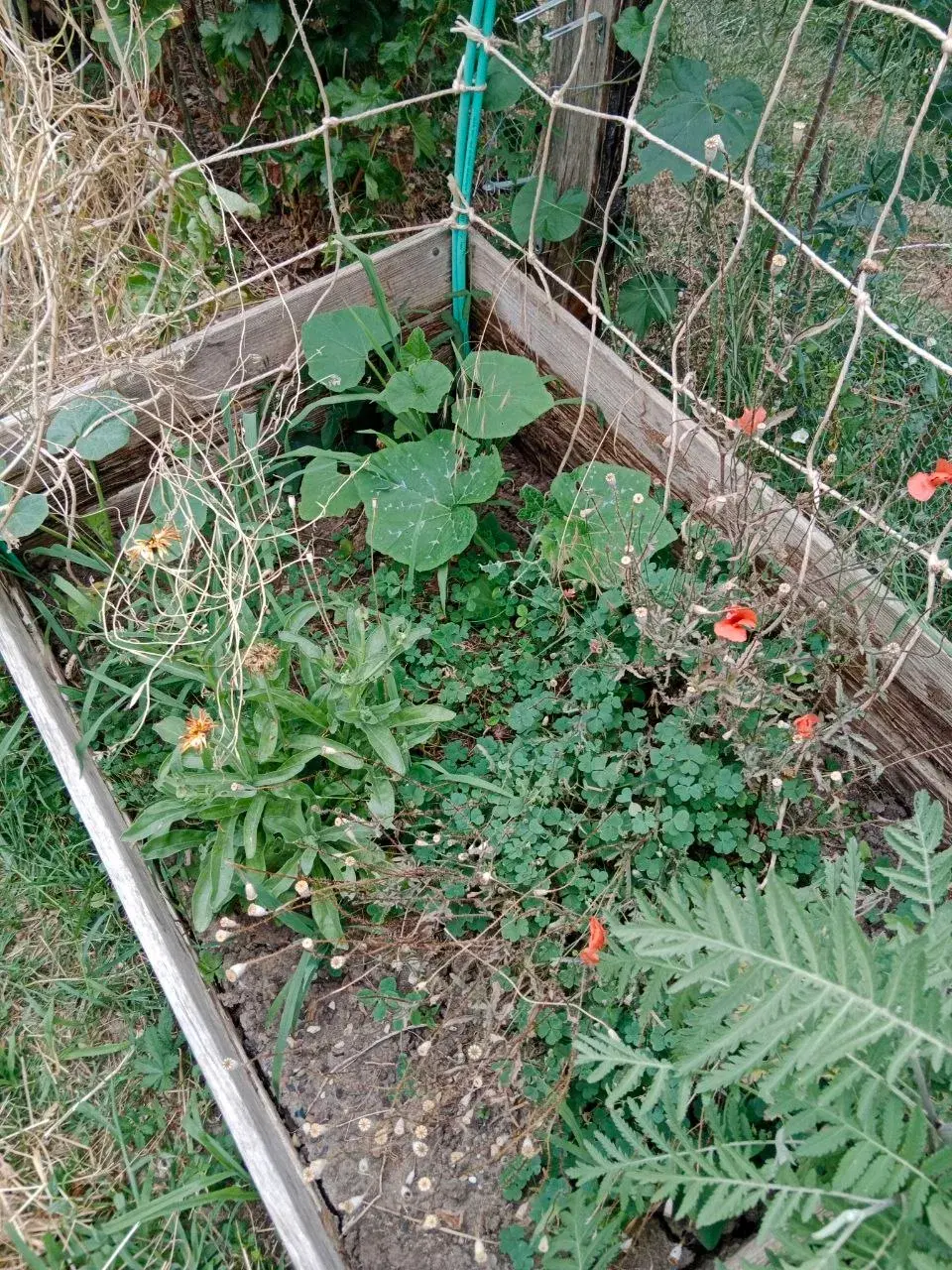 Le potager en début de saison