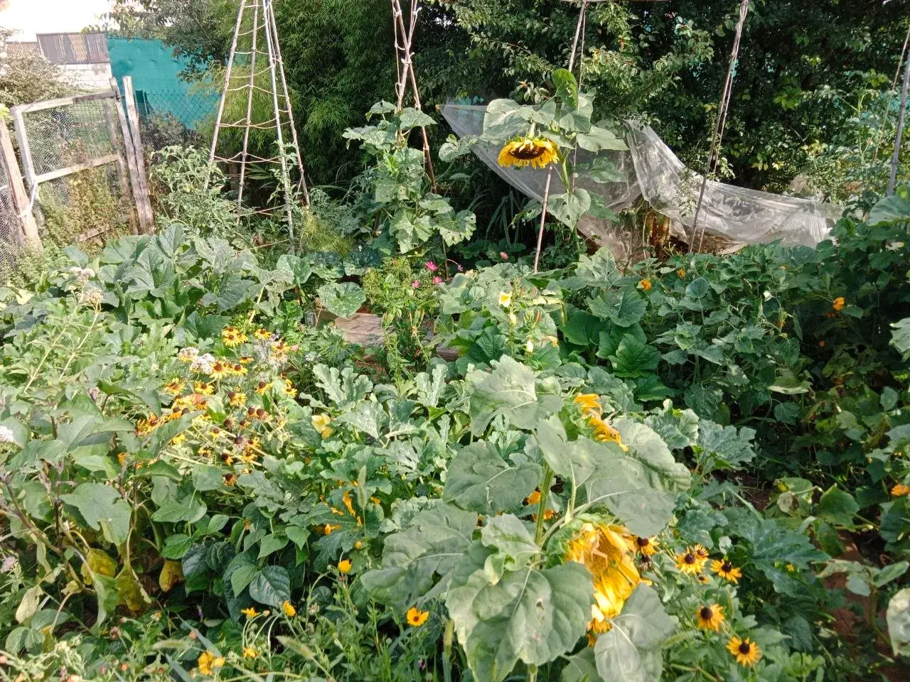 Le potager en pleine production