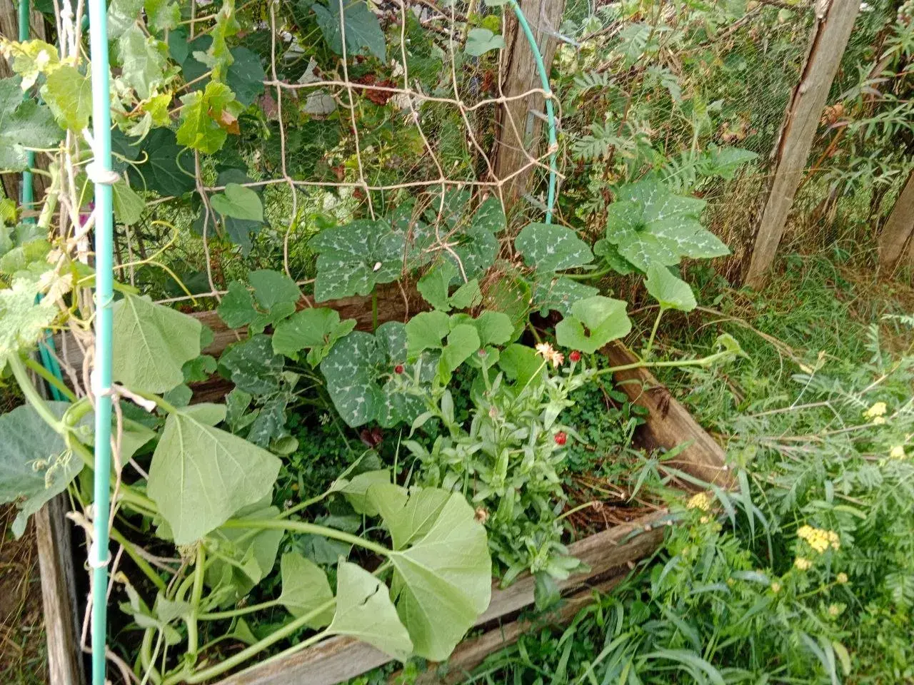 Le potager luxuriant en fin de saison