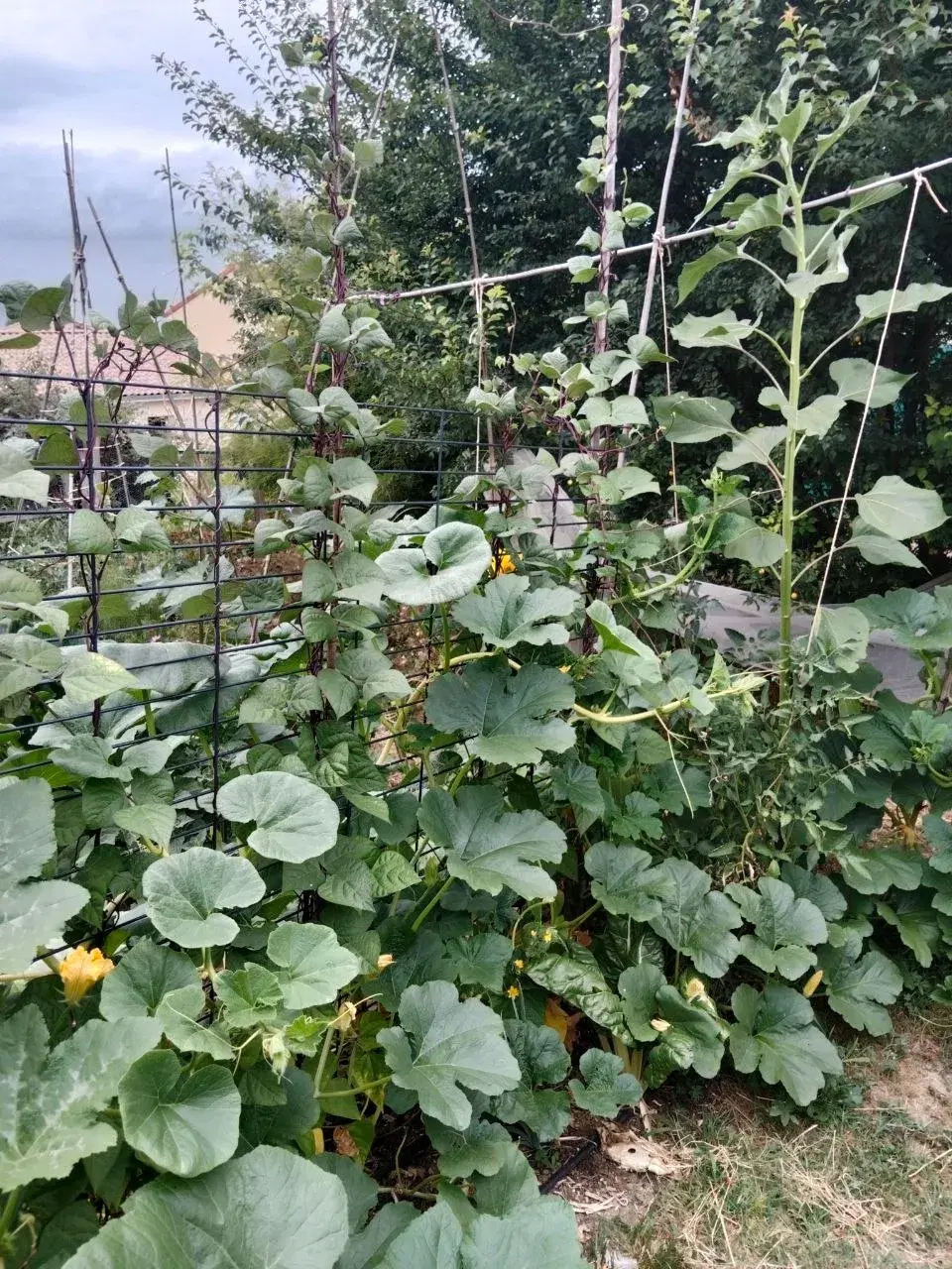 Le potager productif en fin de saison