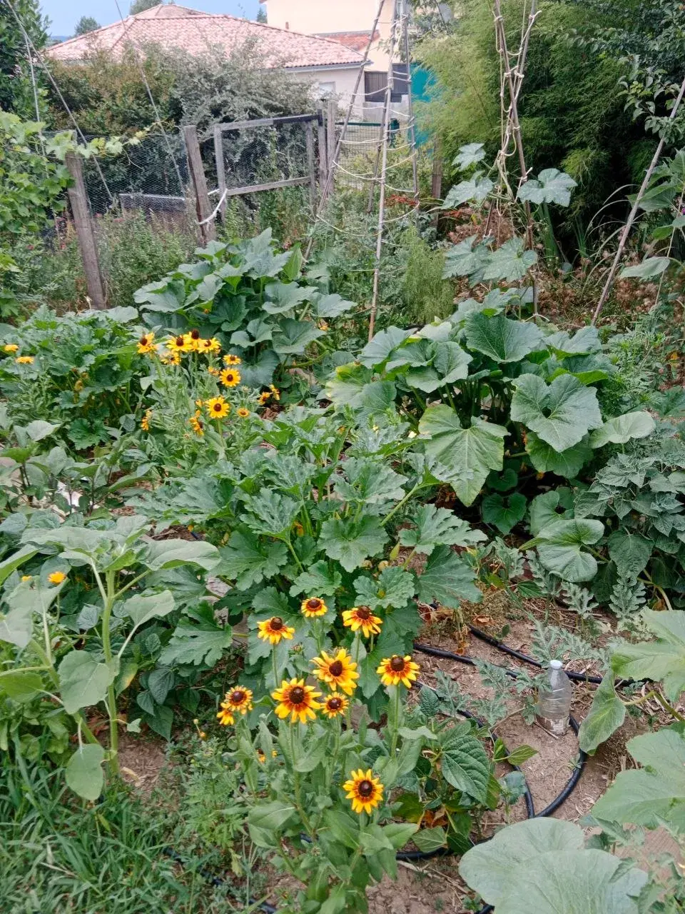 Abondance de récoltes au potager