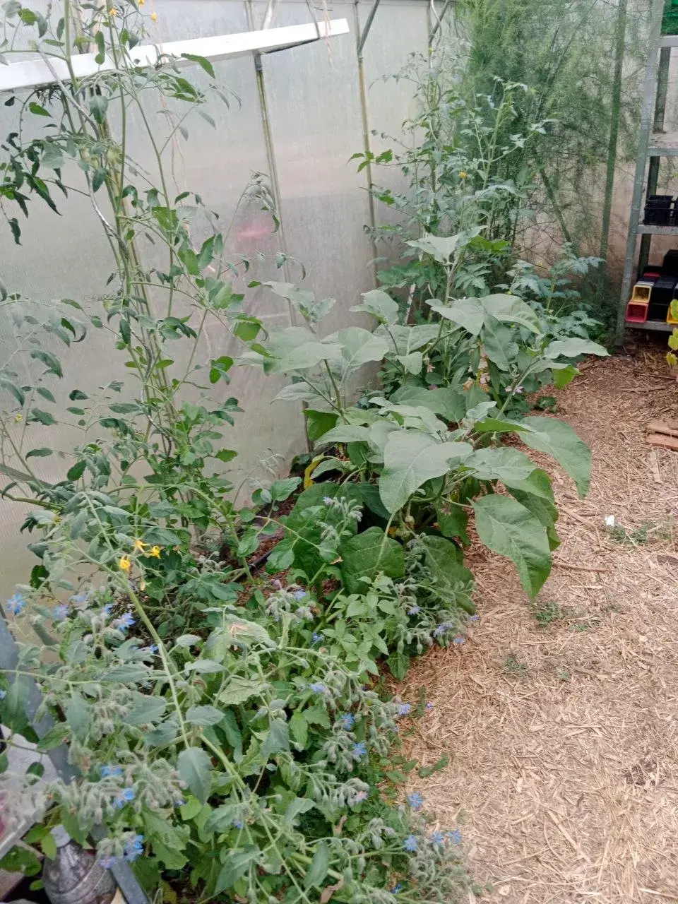 Le potager en pleine production