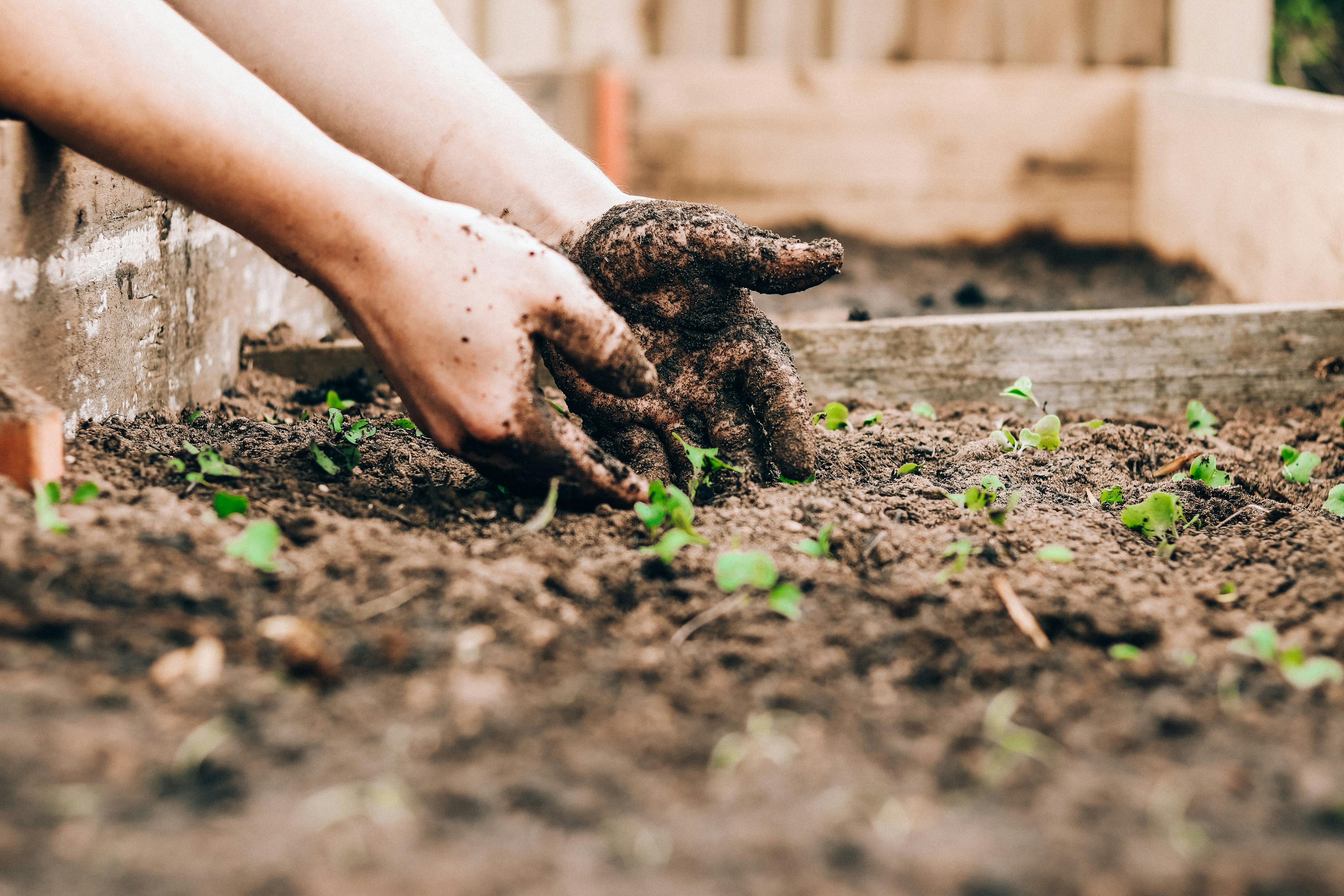 Jardin en permaculture à Mâcon, Saône-et-Loire - Culture Perma
